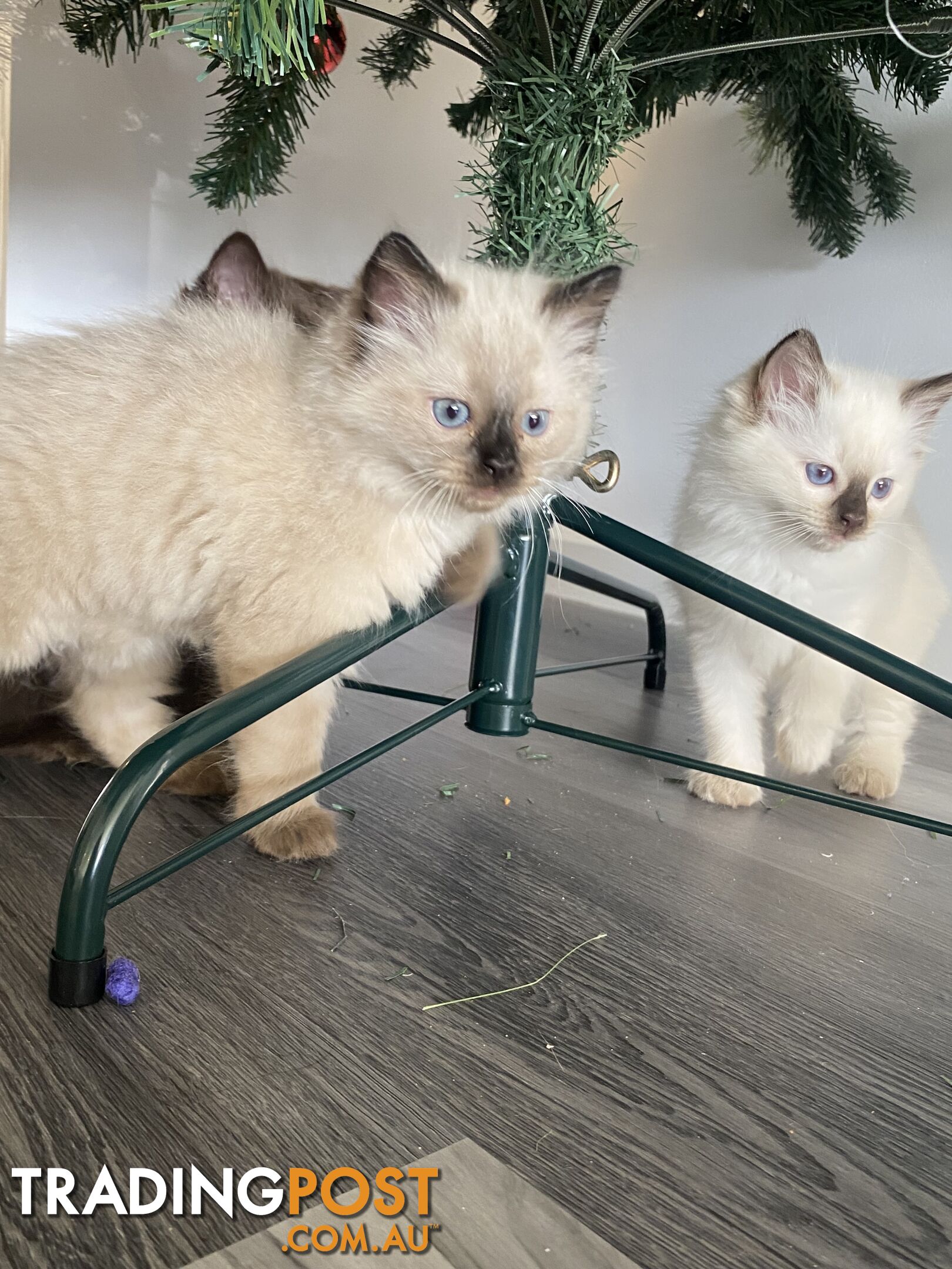 RAGDOLL PUREBREED KITTENS CHOCOLATE