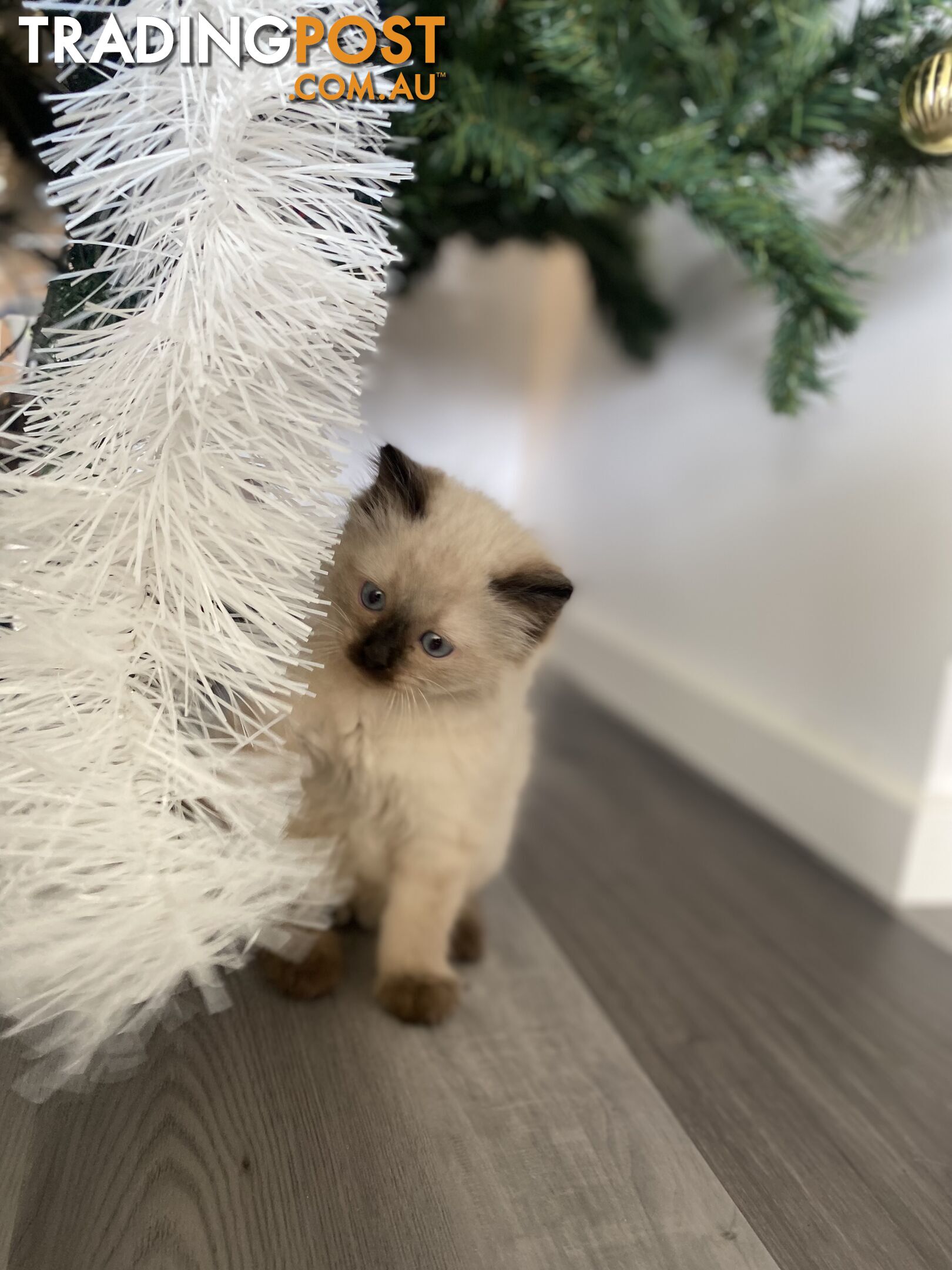 RAGDOLL PUREBREED KITTENS CHOCOLATE