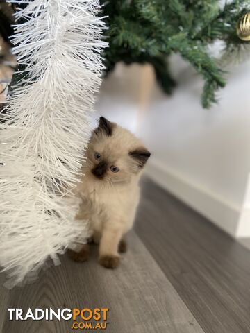 RAGDOLL PUREBREED KITTENS CHOCOLATE