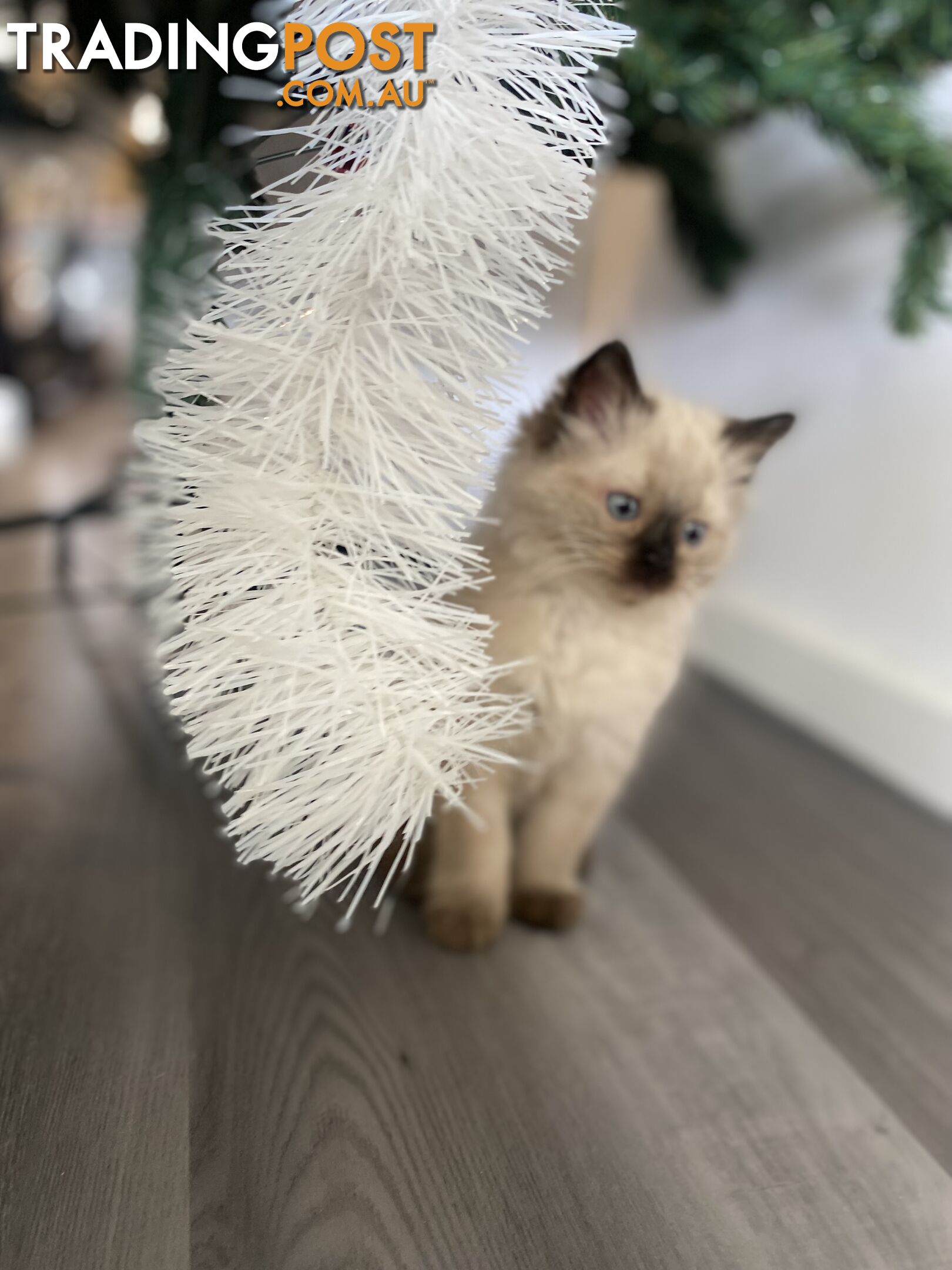 RAGDOLL PUREBREED KITTENS CHOCOLATE