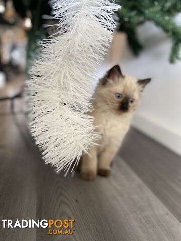 RAGDOLL PUREBREED KITTENS CHOCOLATE