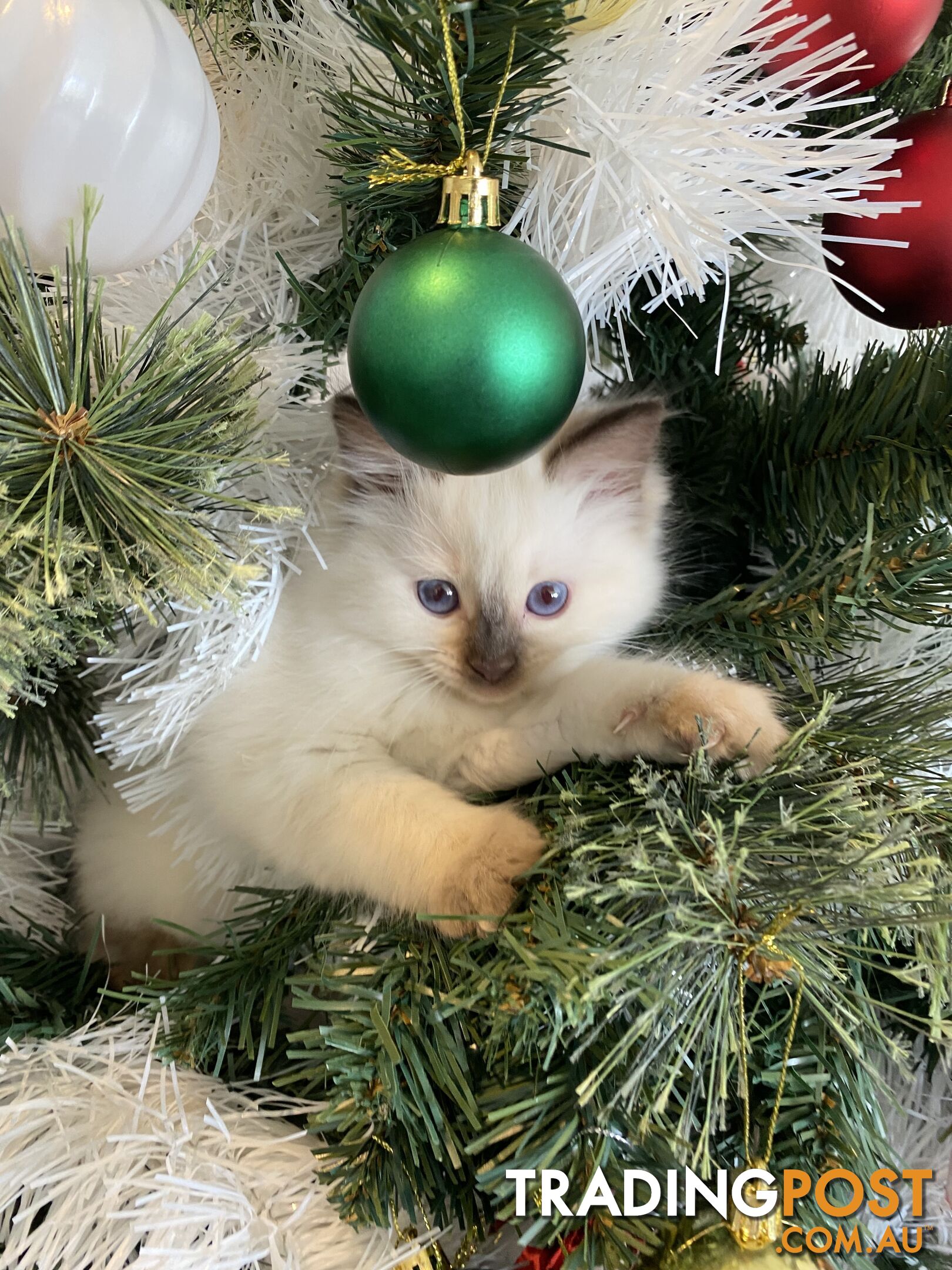 RAGDOLL PUREBREED KITTENS CHOCOLATE