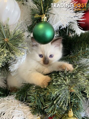 RAGDOLL PUREBREED KITTENS CHOCOLATE