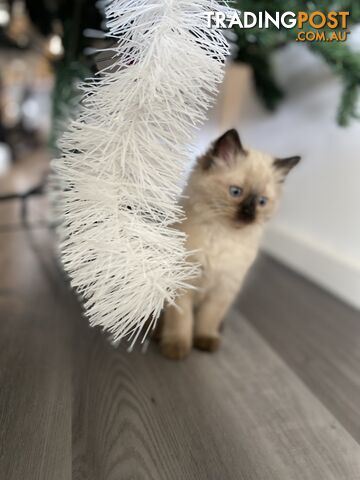 RAGDOLL PUREBREED KITTENS CHOCOLATE