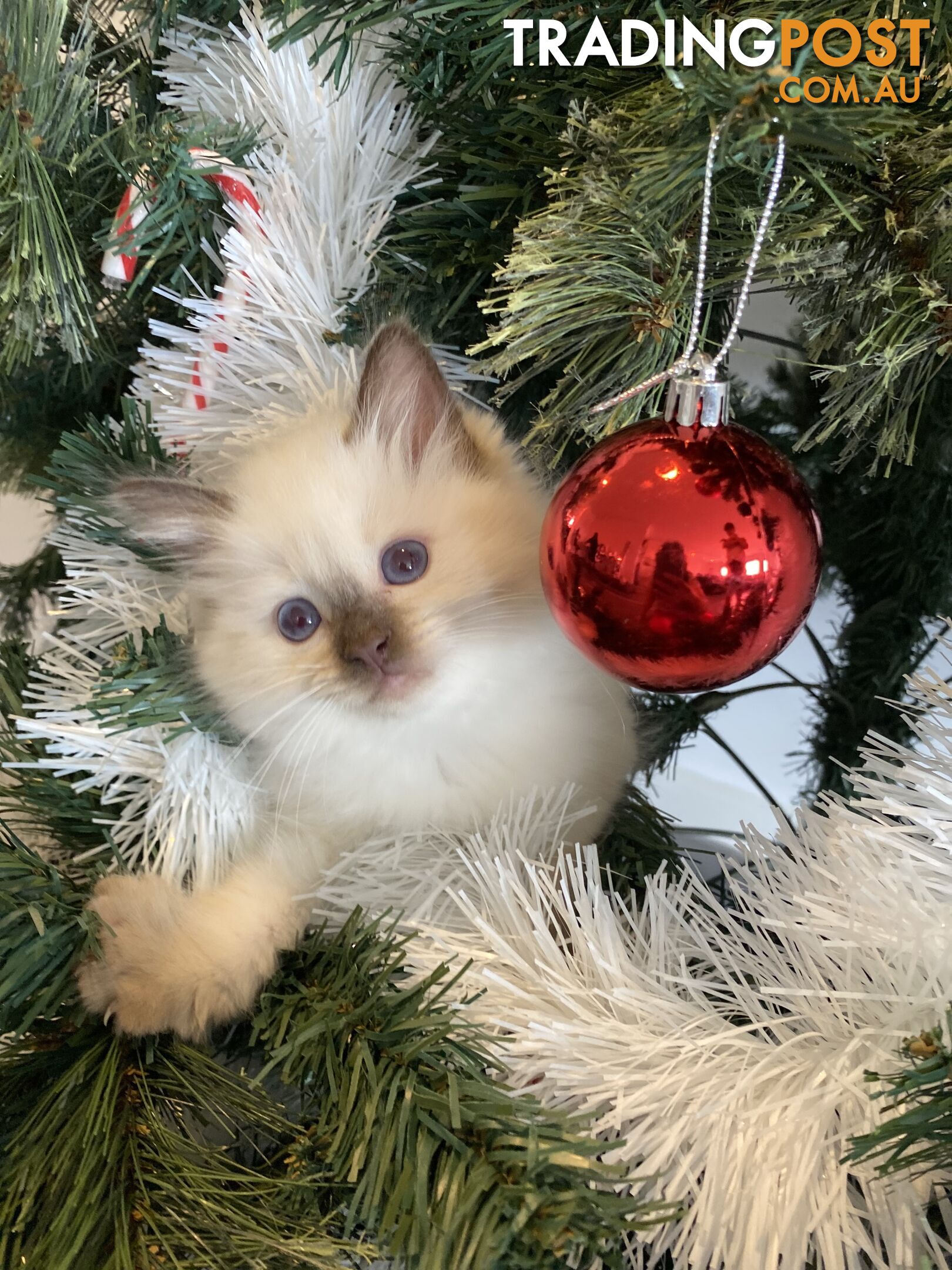 RAGDOLL PUREBREED KITTENS CHOCOLATE