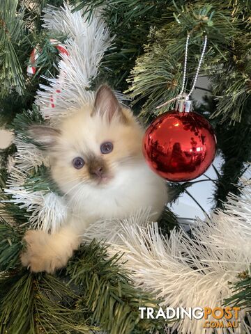 RAGDOLL PUREBREED KITTENS CHOCOLATE