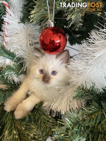 RAGDOLL PUREBREED KITTENS CHOCOLATE