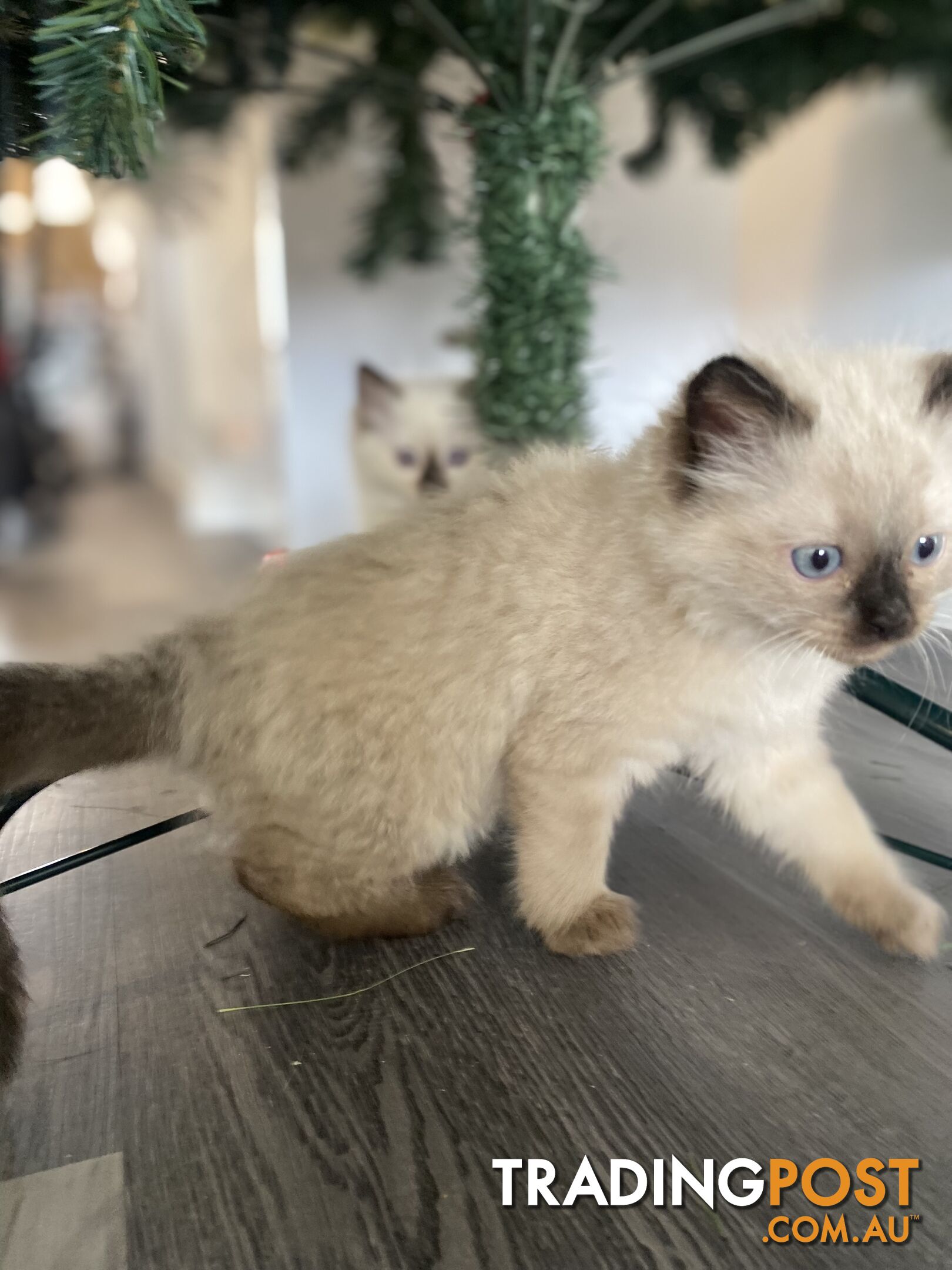 RAGDOLL PUREBREED KITTENS CHOCOLATE