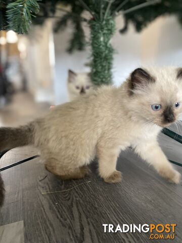 RAGDOLL PUREBREED KITTENS CHOCOLATE