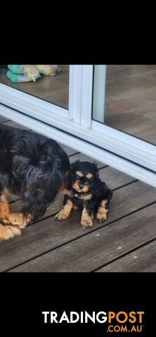 Cavoodle Puppies