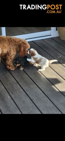 Cavoodle Puppies