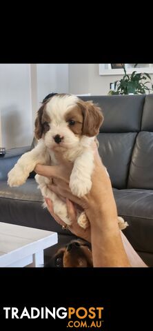 Cavoodle Puppies