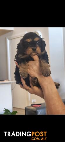 Cavoodle Puppies