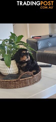 Cavoodle Puppies