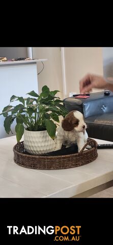 Cavoodle Puppies