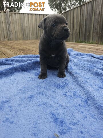 English Staffordshire bull terrier