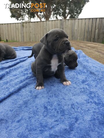 English Staffordshire bull terrier