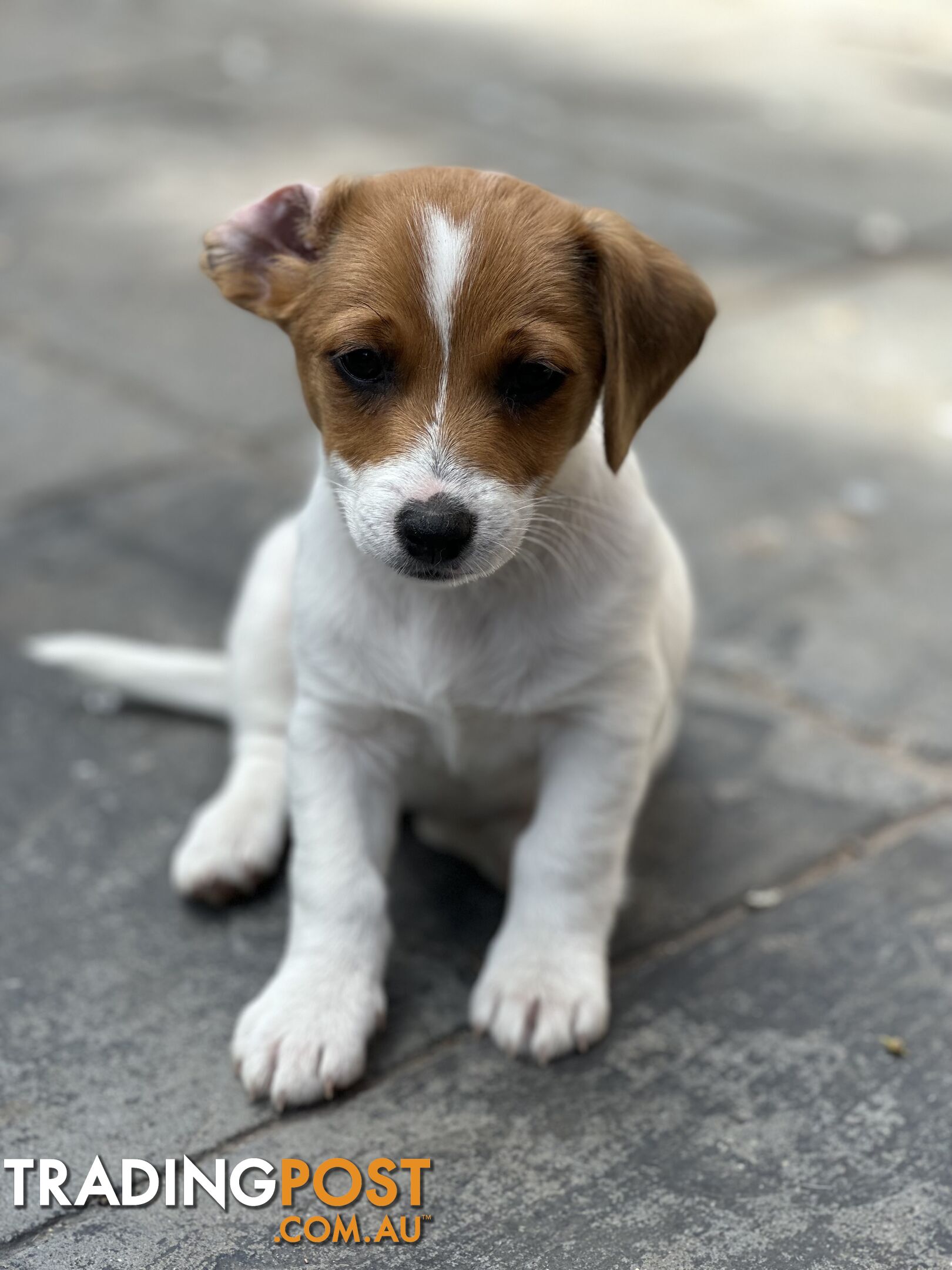 Pure breed Jack Russell puppies