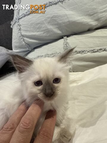 Purebred Ragdoll Kittens