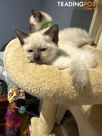 Purebred Ragdoll Kittens