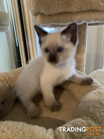 Purebred Ragdoll Kittens