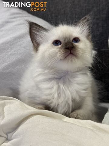 Purebred Ragdoll Kittens