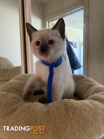 Purebred Ragdoll Kittens