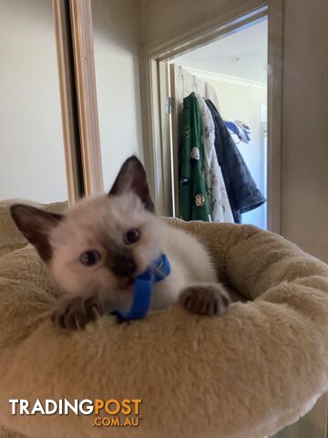 Purebred Ragdoll Kittens