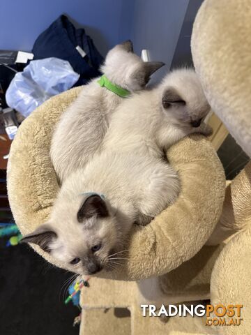 Purebred Ragdoll Kittens