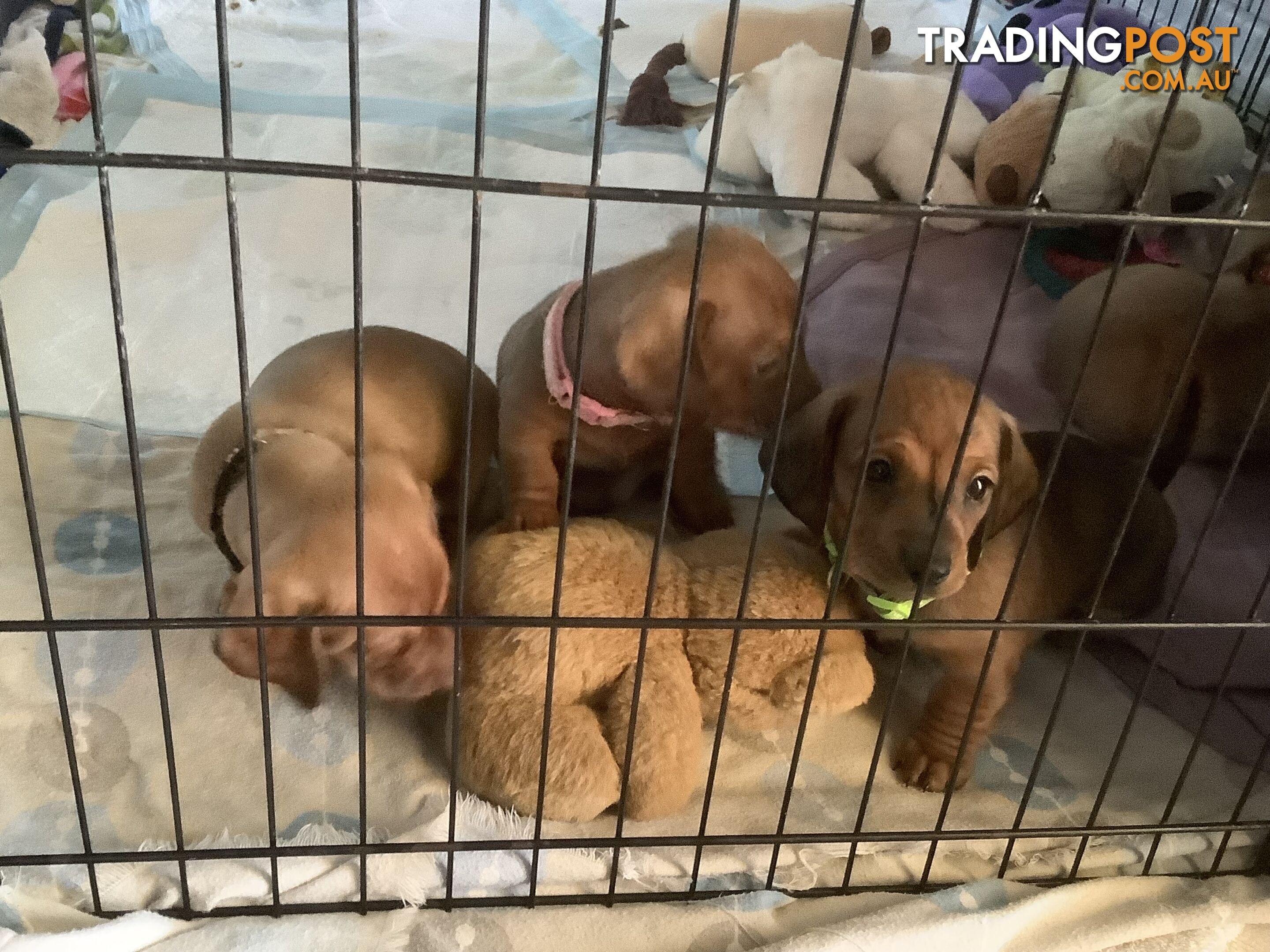 Beautiful tan dachshund puppies