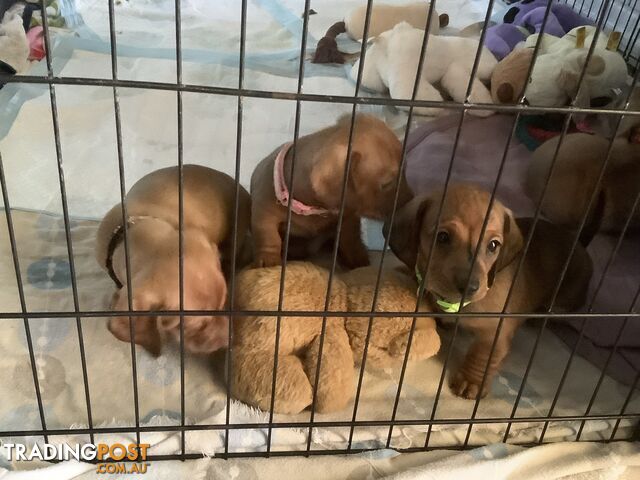 Beautiful tan dachshund puppies