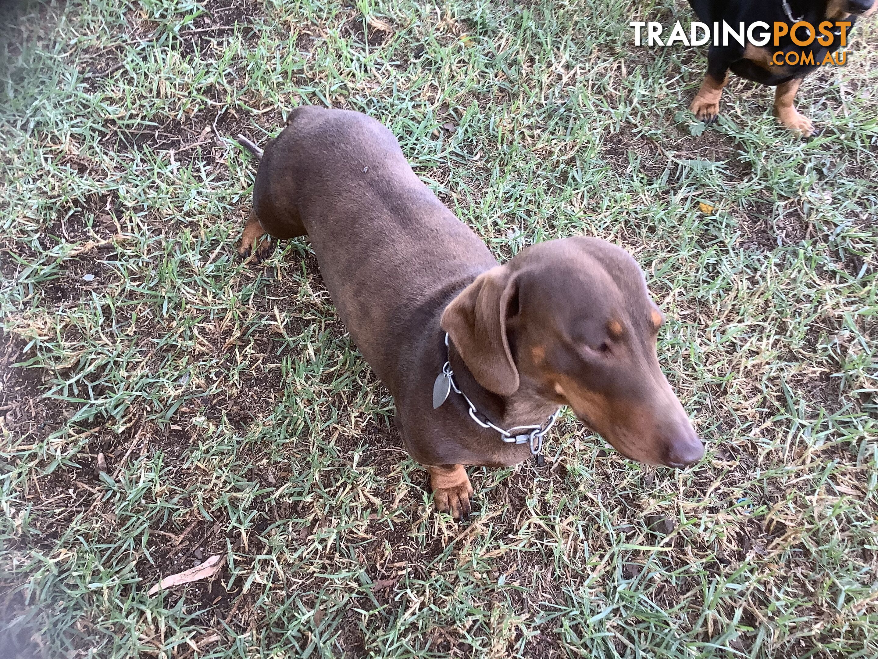 Beautiful tan dachshund puppies