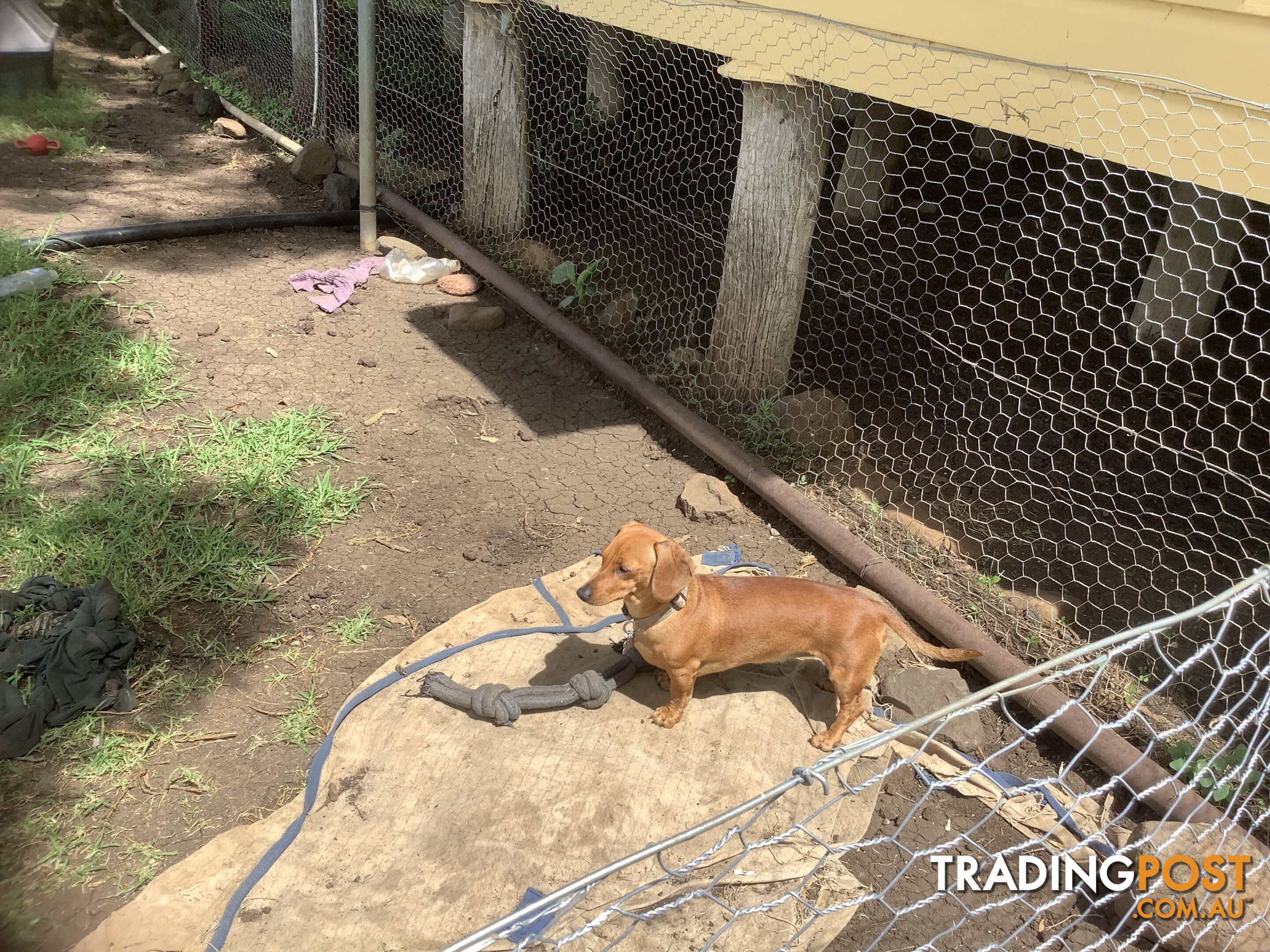 Beautiful tan dachshund puppies