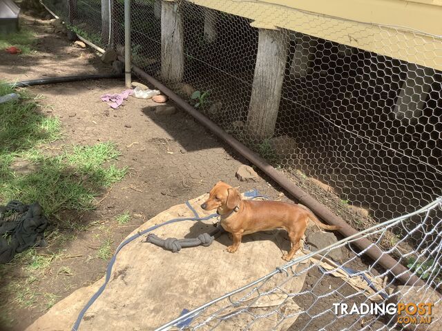 Beautiful tan dachshund puppies