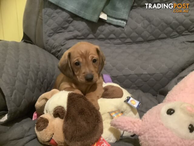 Beautiful tan dachshund puppies