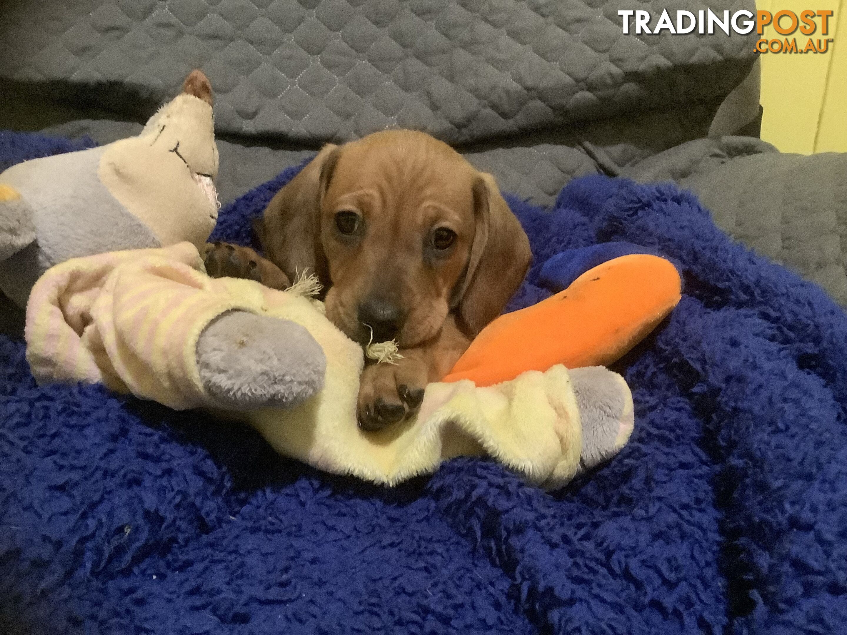 Beautiful tan dachshund puppies