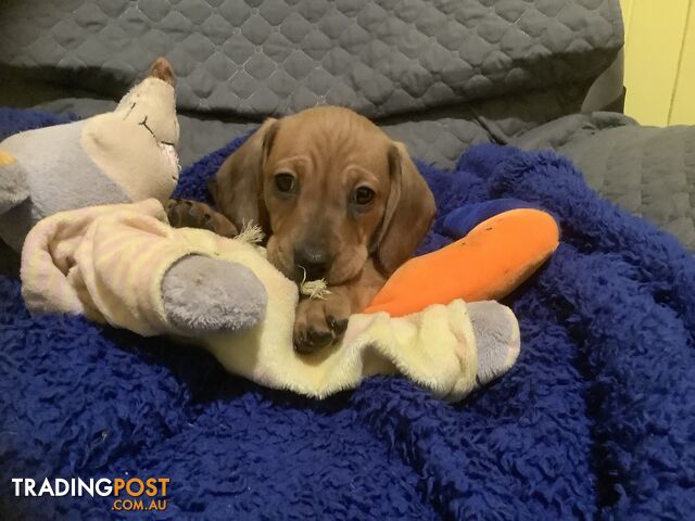 Beautiful tan dachshund puppies