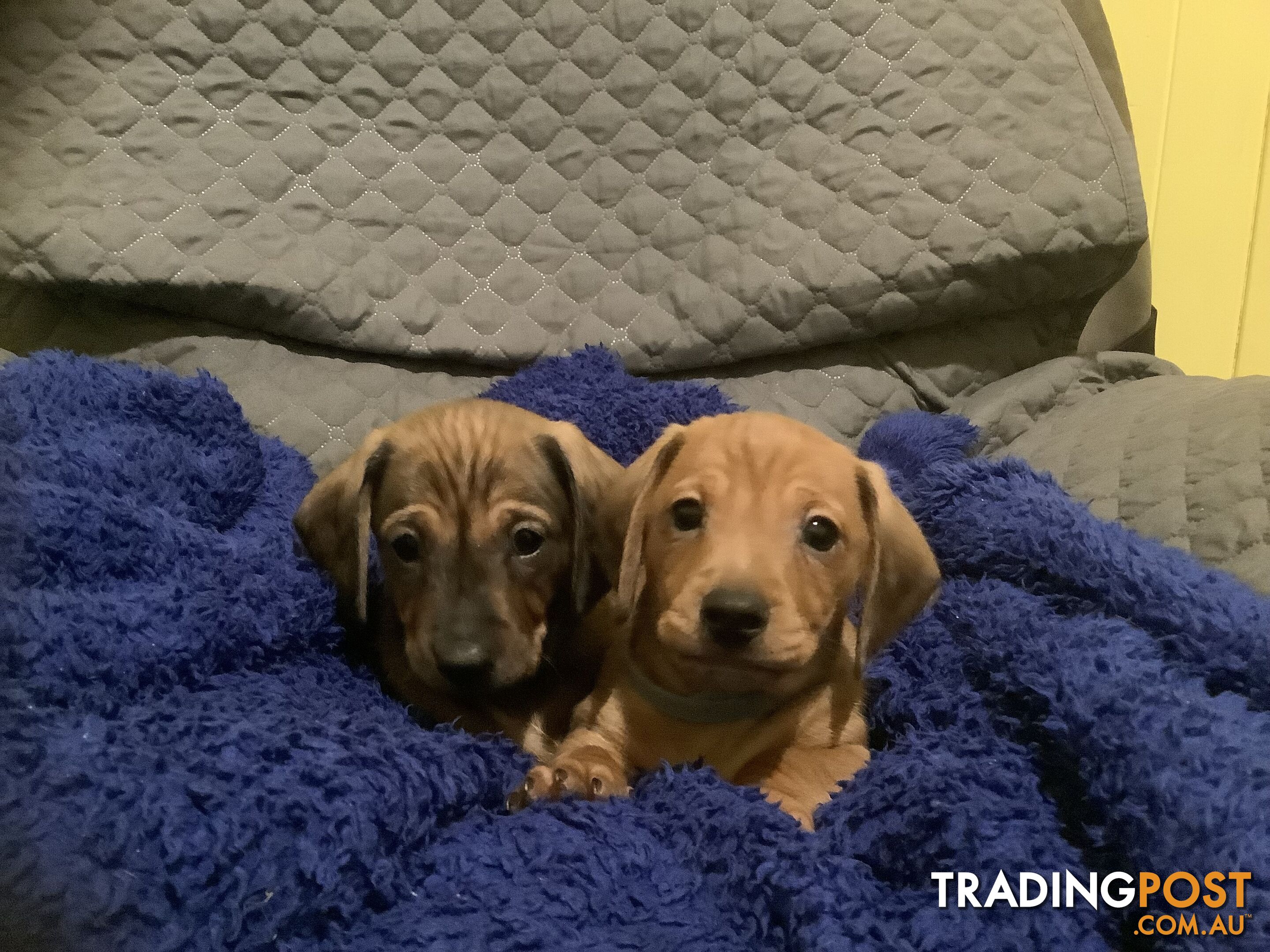 Beautiful tan dachshund puppies