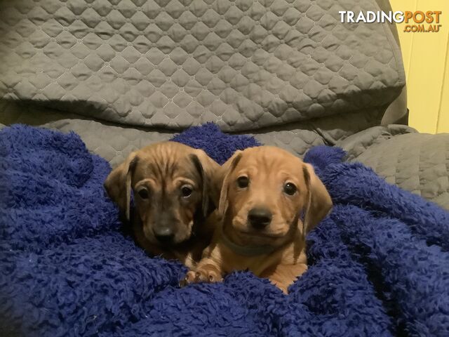 Beautiful tan dachshund puppies