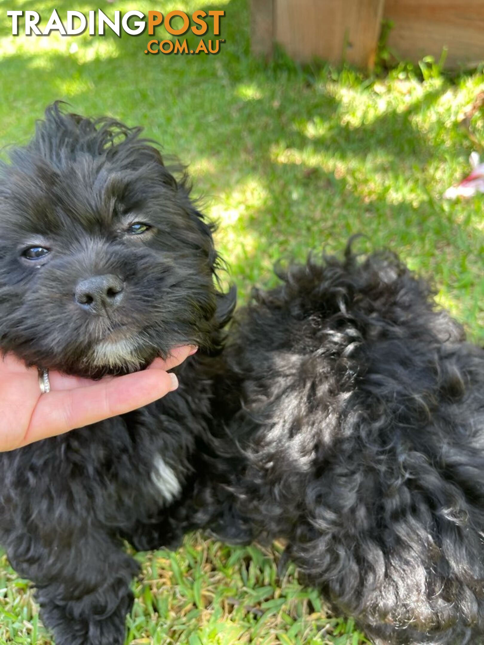 Shoodles - Toy Poodle x Shi Tzu Puppies Available Now only 2 Left