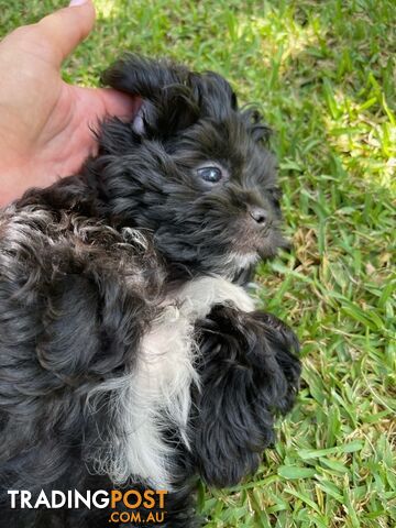 Shoodles - Toy Poodle x Shi Tzu Puppies Available Now only 2 Left