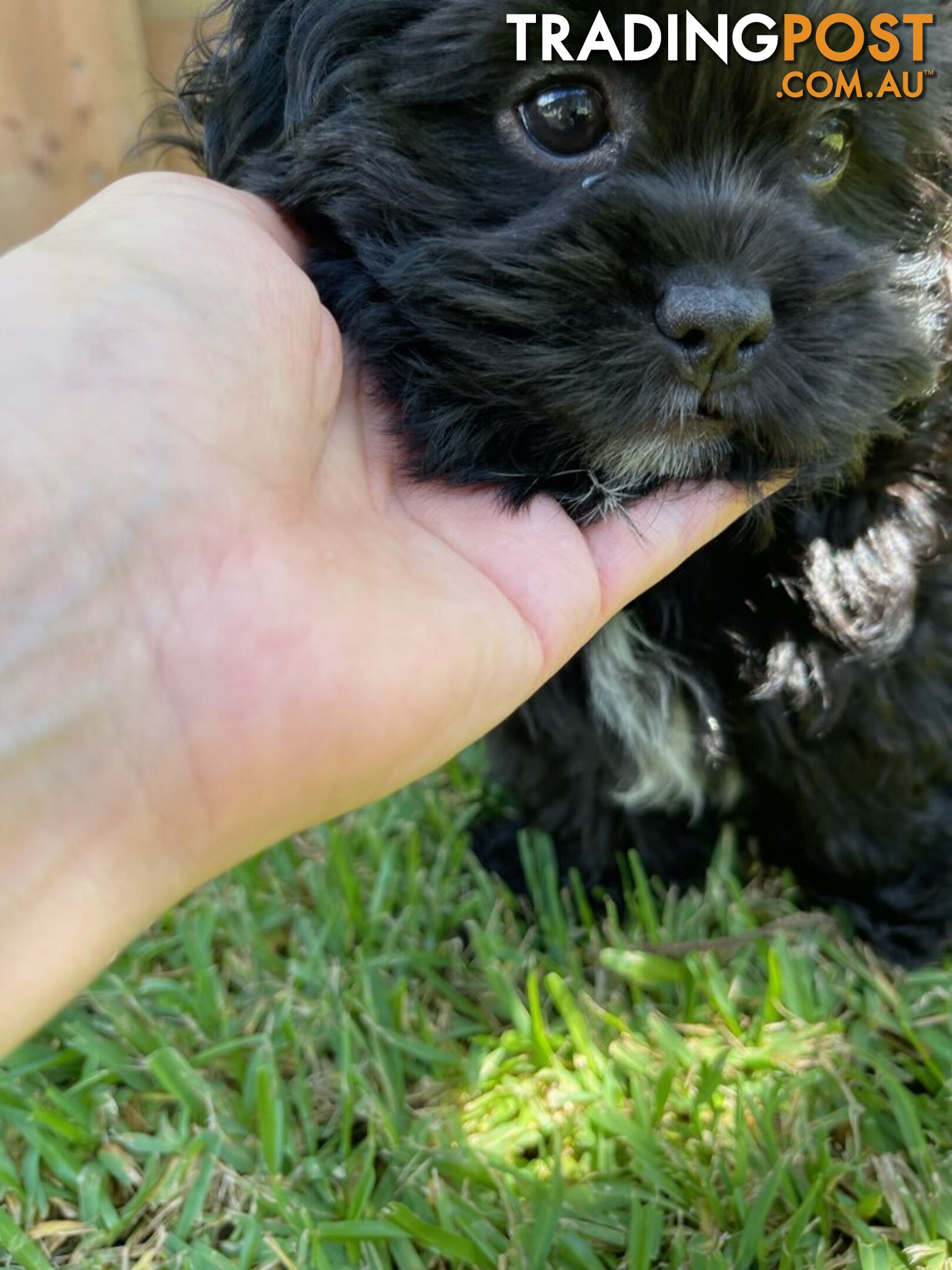 Shoodles - Toy Poodle x Shi Tzu Puppies Available Now only 2 Left