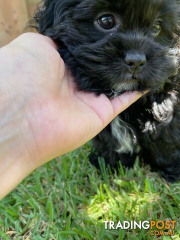 Shoodles - Toy Poodle x Shi Tzu Puppies Available Now only 2 Left