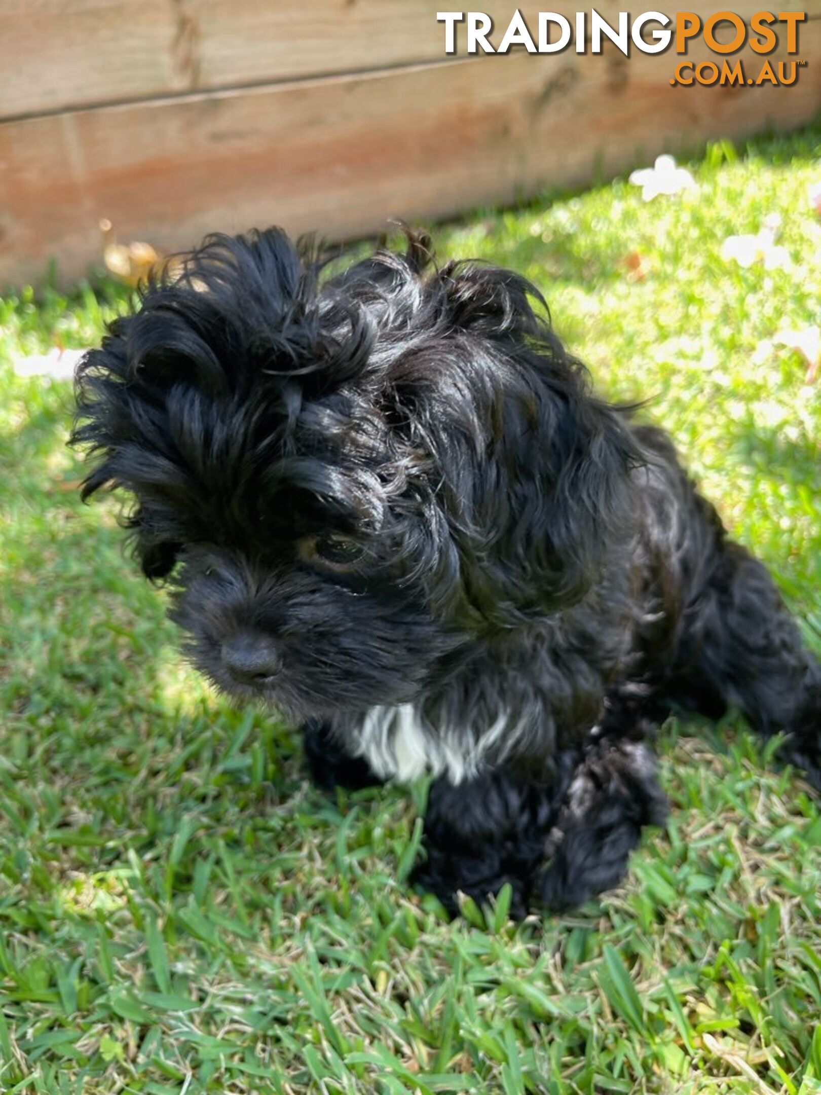 Shoodles - Toy Poodle x Shi Tzu Puppies Available Now only 2 Left