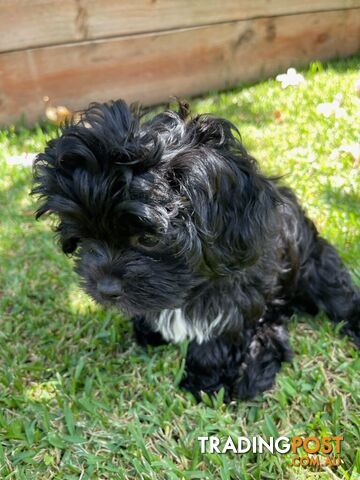 Shoodles - Toy Poodle x Shi Tzu Puppies Available Now only 2 Left