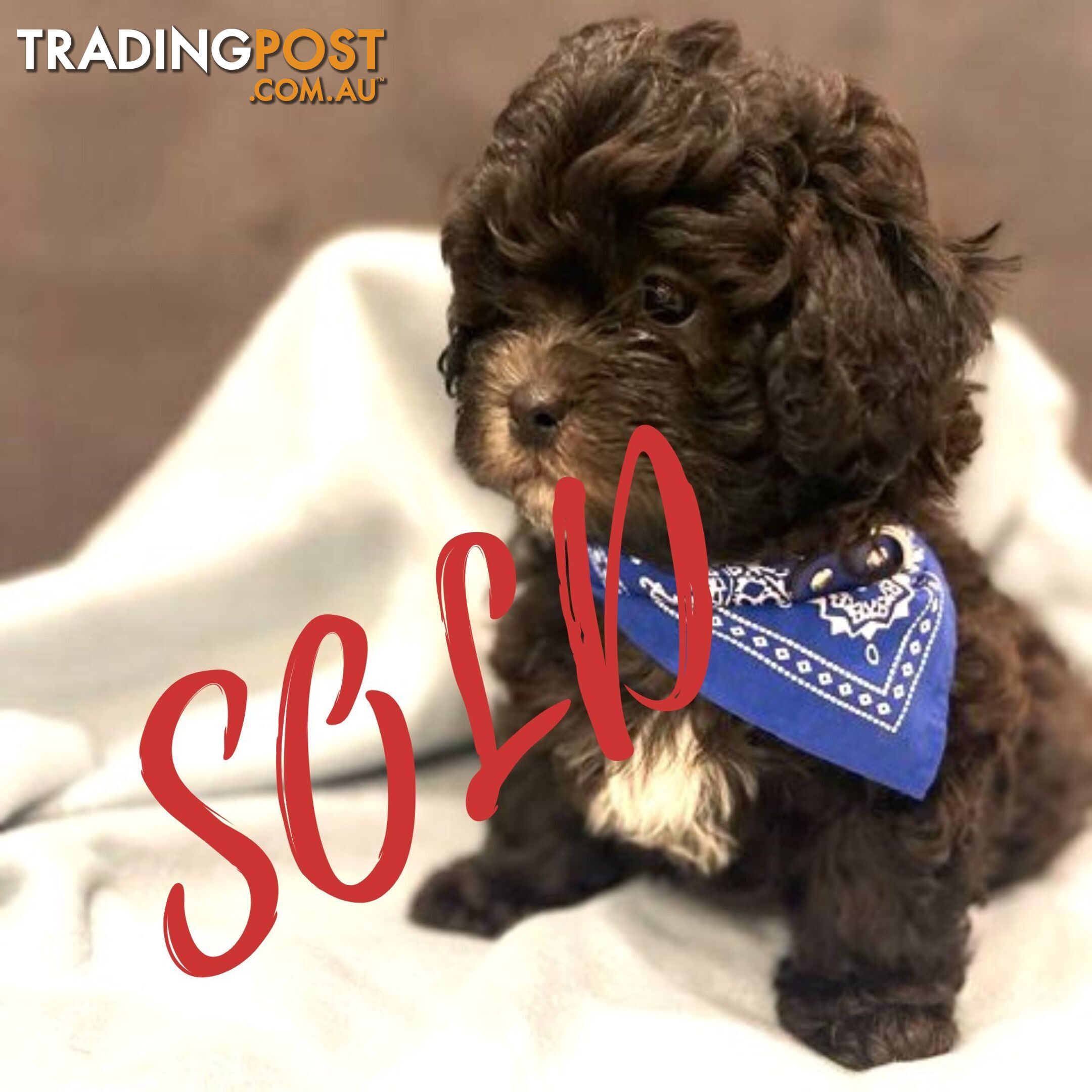 Shoodles - Toy Poodle x Shi Tzu Puppies Available Now only 2 Left