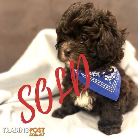 Shoodles - Toy Poodle x Shi Tzu Puppies Available Now only 2 Left