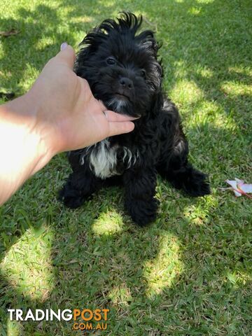 Shoodles - Toy Poodle x Shi Tzu Puppies Available Now only 2 Left