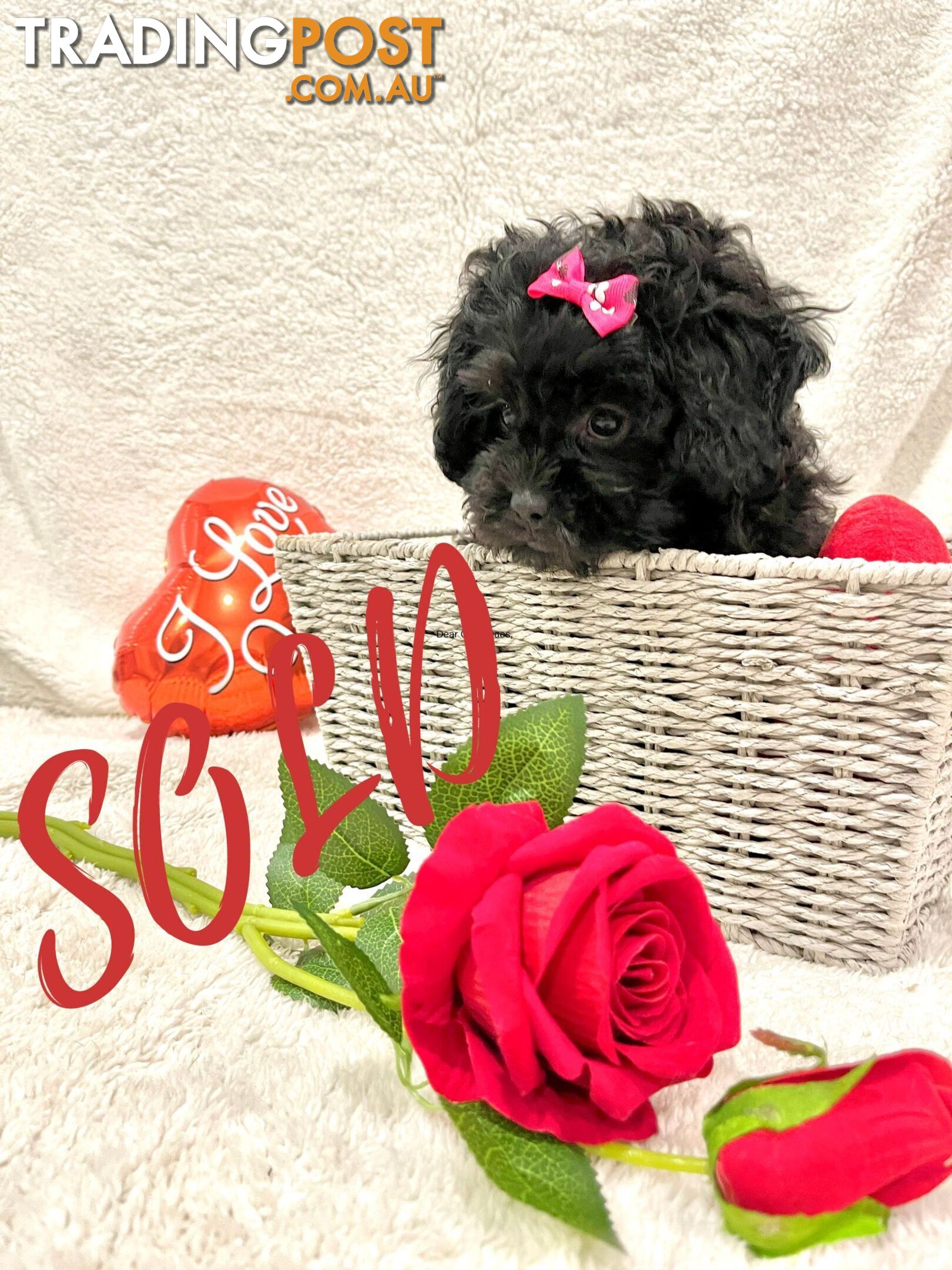 Shoodles - Toy Poodle x Shi Tzu Puppies Available Now only 2 Left