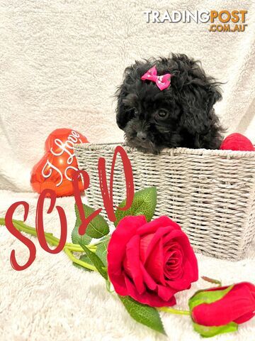 Shoodles - Toy Poodle x Shi Tzu Puppies Available Now only 2 Left